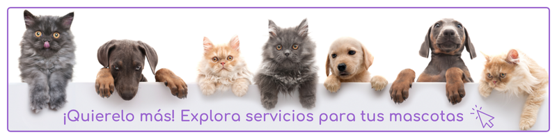 Banner promocional de servicios